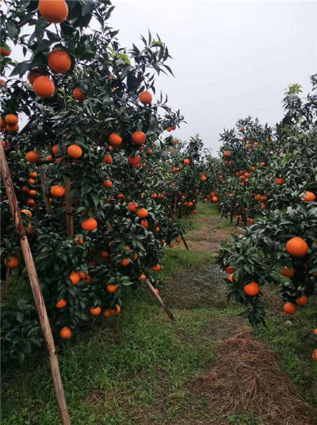 魏柑可能是這個季節最好吃的水果，90%的人都不知道