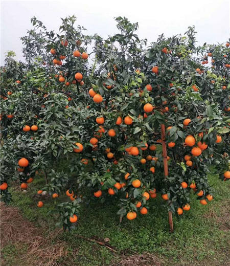 魏柑可能是這個季節最好吃的水果，90%的人都不知道