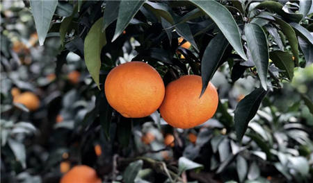 魏柑可能是這個季節最好吃的水果，90%的人都不知道