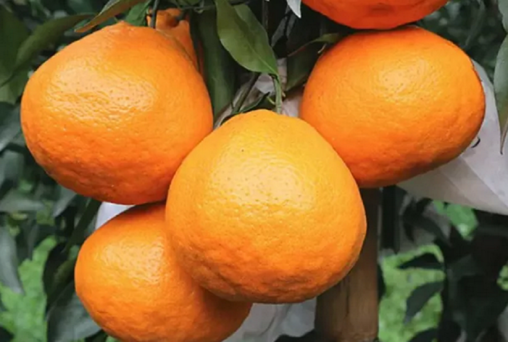 魏柑2號4.png 魏柑2號4.png