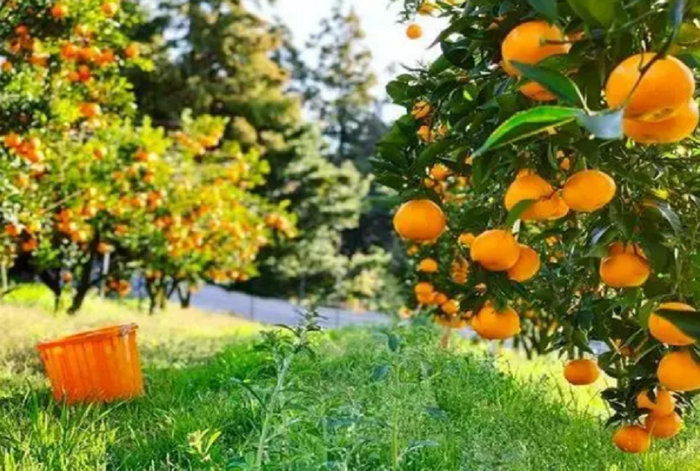 魏柑2號6.png 魏柑2號6.png